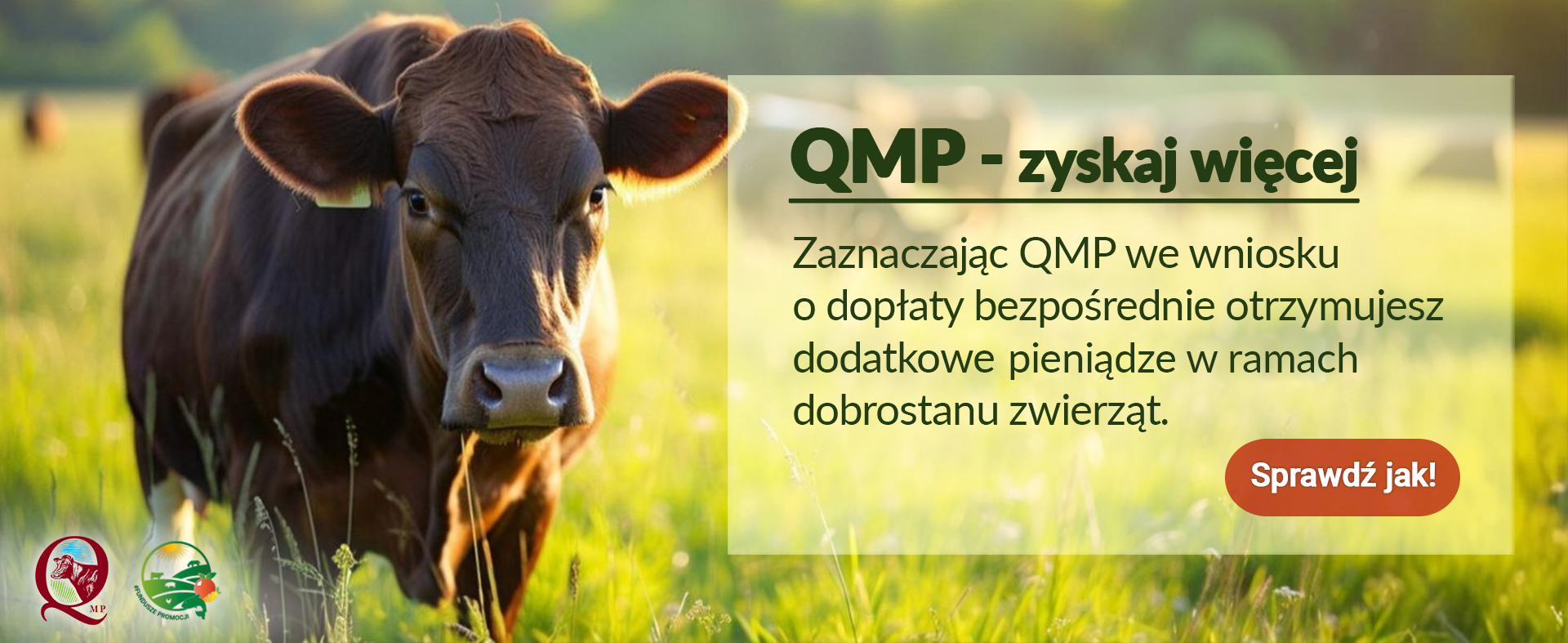 Bezpłatne webinary o systemie QMP